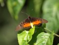 /album/photo-gallery-homepage/butterfly-2-marrakissa-jpg/